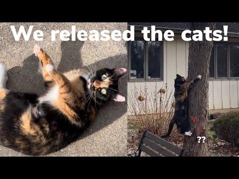 The Cats Are FREE! | Releasing the Barn Cats + Home and Garden Update!