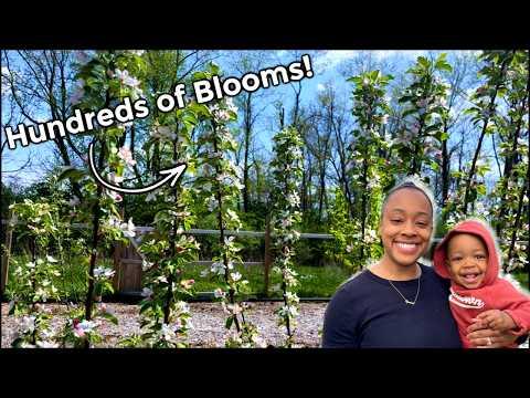 Our 1/3 Acre Food Forest is Finally Fruiting! | Building a Homestead on Faith!