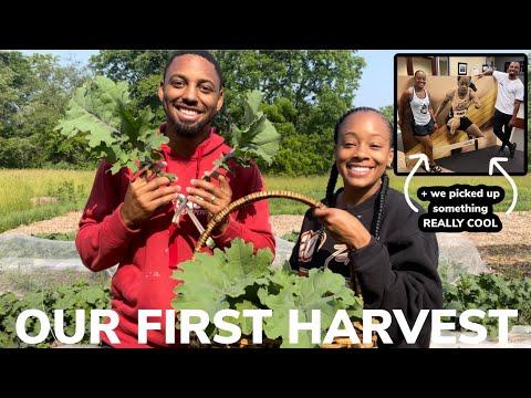 HUGE Kale Harvest + Cat Stuck on Roof + A Road Trip Back to College?!| Life on Promise View Acres