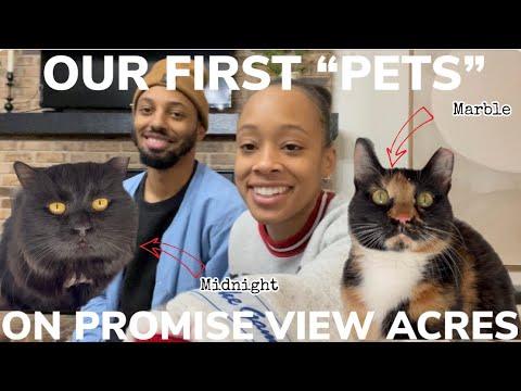 WE GOT WORKING CATS & ONE RAN AWAY|Life on Promise View Acres